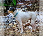 Small #3 Rat Terrier Mix