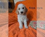 Puppy Koya Goldendoodle