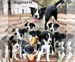 Small #5 Border Collie