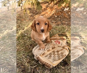 Dachshund Puppy for sale in MIDDLEBURY, IN, USA