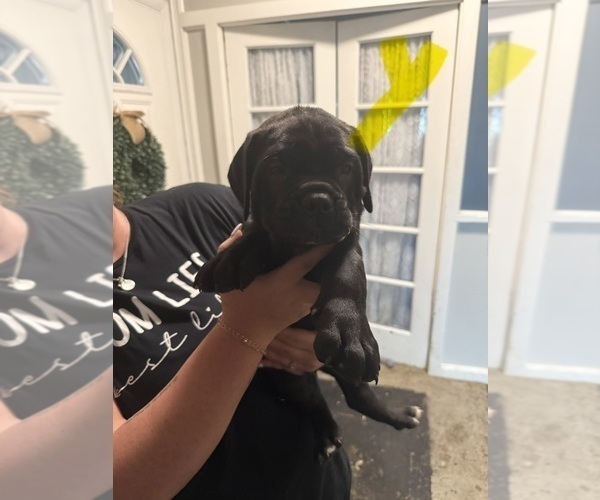 Medium Photo #7 Cane Corso Puppy For Sale in HIGHLAND HEIGHTS, OH, USA