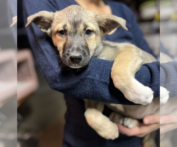 Medium Photo #17 Australian Kelpie-Unknown Mix Puppy For Sale in Dana Point, CA, USA