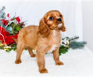 Medium Cavalier King Charles Spaniel