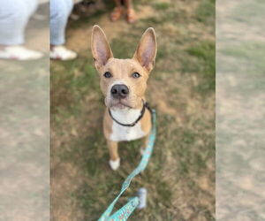 Medium American Pit Bull Terrier Mix