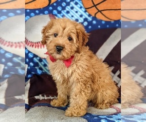 Cocker Spaniel-Poodle (Miniature) Mix Puppy for sale in CHRISTIANA, PA, USA