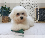 Small Photo #7 Bichon Frise Puppy For Sale in SYRACUSE, IN, USA