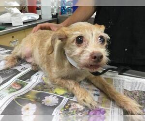 Mutt Dogs for adoption in Riverside, CA, USA