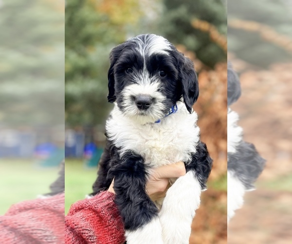 Medium Photo #1 Sheepadoodle Puppy For Sale in LACEY, WA, USA