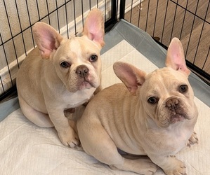 French Bulldog Puppy for sale in SAN ANTONIO, TX, USA