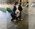 Small Photo #9 Bernese Mountain Dog Puppy For Sale in RICHFIELD SPRINGS, NY, USA