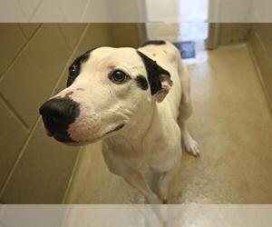 American Pit Bull Terrier-Unknown Mix Dogs for adoption in Decatur, IL, USA