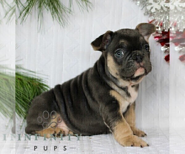 Medium Photo #6 French Bulldog Puppy For Sale in LITITZ, PA, USA