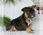 Small #5 French Bulldog