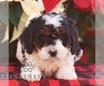 Small Bernedoodle (Miniature)