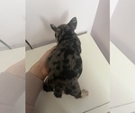 Small #8 French Bulldog