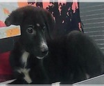 Small #3 German Shepherd Dog Mix