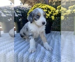Small Photo #3 Aussiedoodle Puppy For Sale in CENTER, KY, USA