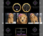 Puppy Nika AKC Poodle (Miniature)