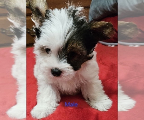 Medium Photo #8 Yorkshire Terrier Puppy For Sale in CONKLIN, NY, USA