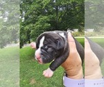 Puppy Puppy 5 American Bully