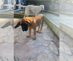 Small Photo #40 American Mastiff Puppy For Sale in ALEXANDRIA, VA, USA