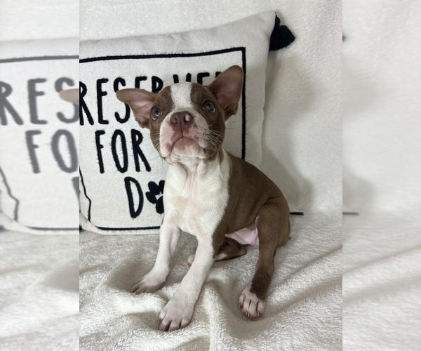 Medium Photo #5 Boston Terrier Puppy For Sale in GREENFIELD, IN, USA