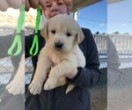 Small Photo #2 English Cream Golden Retriever Puppy For Sale in NEWVILLE, PA, USA