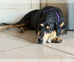 Small Photo #3 Black and Tan Coonhound-Unknown Mix Puppy For Sale in Santa Cruz, CA, USA