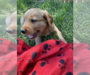 Golden Retriever Puppy for sale in SIOUX FALLS, SD, USA