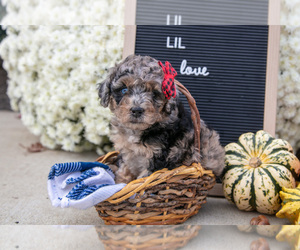 Medium Miniature Labradoodle