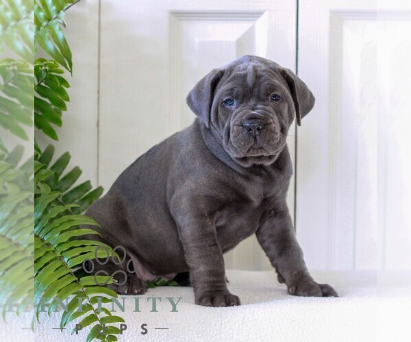 Medium Photo #3 Cane Corso Puppy For Sale in LANCASTER, PA, USA