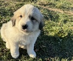 Puppy Green Collar Great Pyrenees