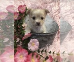 Small #6 Chihuahua