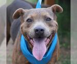 Small American Staffordshire Terrier Mix