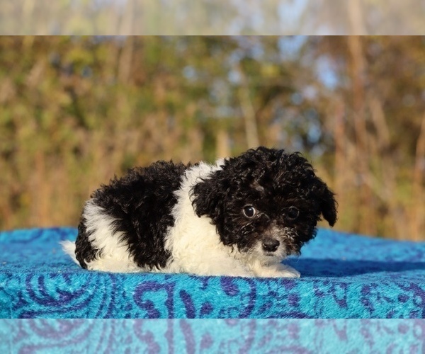 Medium Photo #1 Goldendoodle (Miniature) Puppy For Sale in DYERSBURG, TN, USA