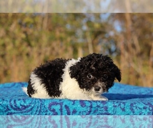 Goldendoodle (Miniature) Puppy for sale in DYERSBURG, TN, USA