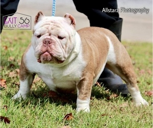 Mother of the American Bully puppies born on 12/09/2023