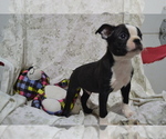Puppy Otto Boston Terrier