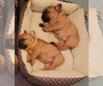 Small Photo #16 French Bulldog Puppy For Sale in CONCORDIA, KS, USA
