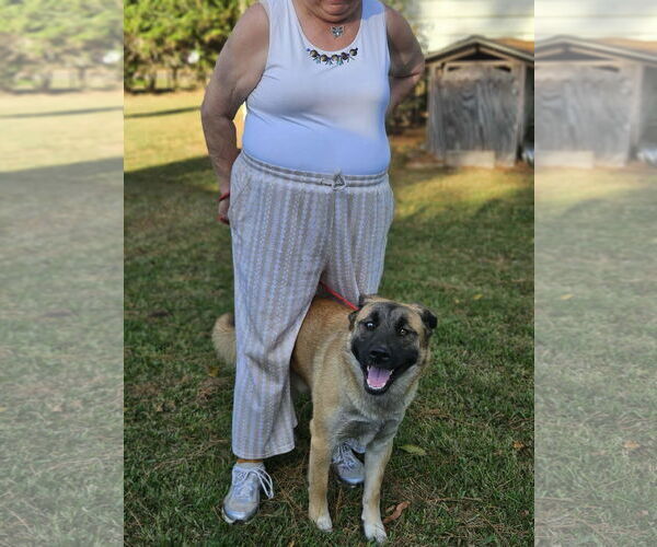 Medium Photo #24 Black Mouth Cur-Unknown Mix Puppy For Sale in Wakefield, RI, USA