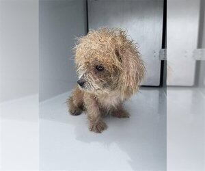 Maltese-Unknown Mix Dogs for adoption in Houston, TX, USA