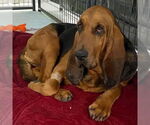 Small #2 Bloodhound