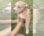 Small #15 American Bully