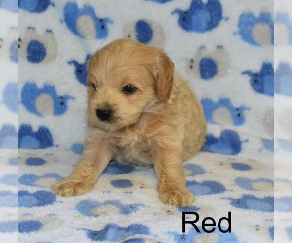 Medium Photo #4 Goldendoodle (Miniature) Puppy For Sale in LIBERTY, NC, USA