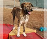 Small #7 Catahoula Leopard Dog-Great Pyrenees Mix