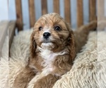 Small Photo #2 Cavapoo Puppy For Sale in DUNDEE, OH, USA