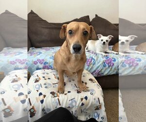 Basschshund Dogs for adoption in Princeton, MN, USA