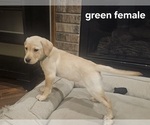 Small Photo #2 Labrador Retriever Puppy For Sale in ROSE HILL, KS, USA