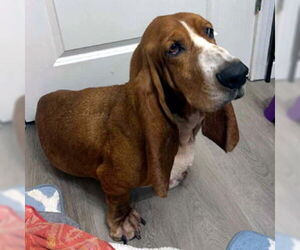 Basset Hound Dogs for adoption in Deepwater, NJ, USA