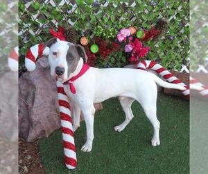 Mutt Dogs for adoption in Oklahoma City, OK, USA